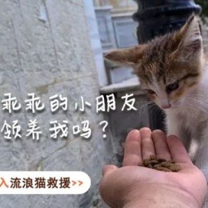 当我家的猫学会“打狗棍法”之后…