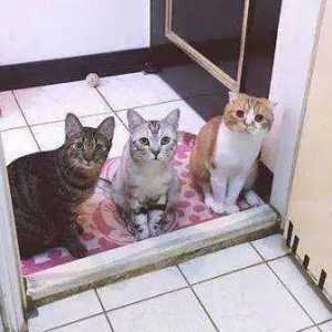 猫咪为什么喜欢看铲屎官上厕所？真相竟是……