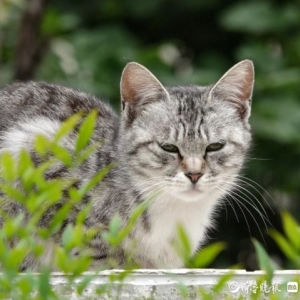 打瞌睡的小猫咪，警惕性却很高