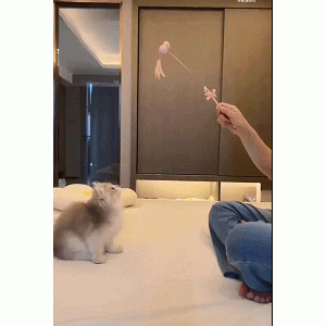 教大家一种实用的抓猫方法，好用还省力