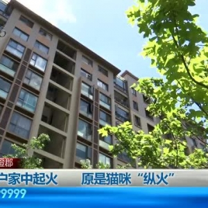 惊了！猫也会“纵火”？铲屎官们注意啦！