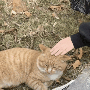 校霸黑猫和罐头一起“游街示众”，小弟表示：老大回来时，蛋就没了…