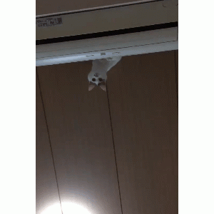 冒着生命危险，铲屎官拍到了猫咪从空调上飞向自己的一瞬间……