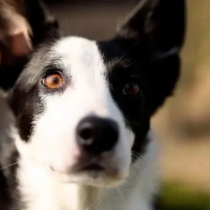 狗子追鹅群不慎走失，它竟步行4公里找到公交车站，然后坐车回家