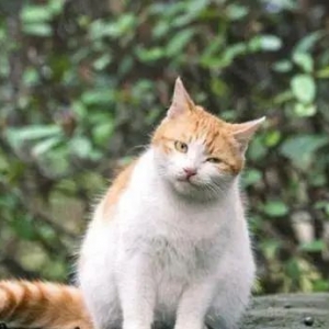 北大流浪猫被当众处罚，以为是虐猫，凑近一看却顿悟了