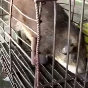 屠宰时被救下，猪妈妈竟流泪下跪！15秒视频，看哭所有人……