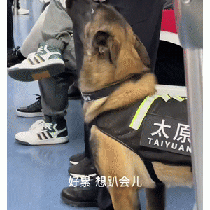 警犬上班“摸鱼”被发现后……网友心疼坏了：把我拴上，我替它站岗！