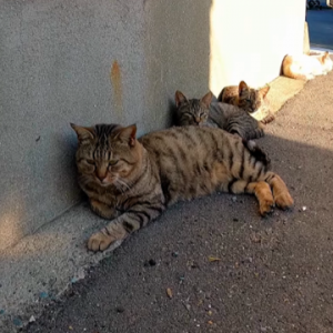 猫妈带着孩子出现在街边，不害怕人还喜欢卖萌，只为争取幸福机会