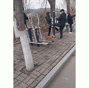 陪主人一起运动的小狗狗，狗子：这没点“运动细胞”还真是不行啊！