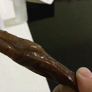 别人劝我别养狗，我就犟！结果…快气死了！