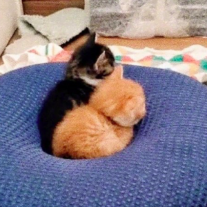 曾经一样大的两只猫，长大后体型相差太大，橘猫：怪我太能吃了？