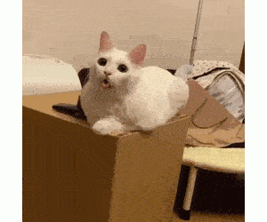 猫：我把舌头忘在外面了咋办！在线等挺急的！