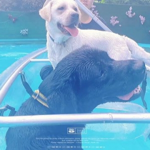炎炎夏日里，导盲犬宝宝除了每天的训练还有……