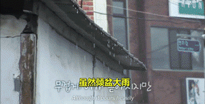 奶奶去世后，老狗狗开始满世界到处游荡，如果能开口，它一定会问……