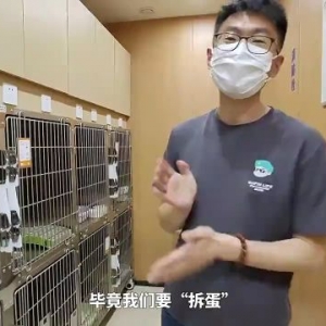 济南这个千万粉丝博主，1年“绑架”140只流浪猫，后续消息来了