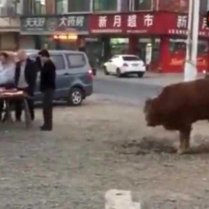 老黄牛不停磕头行礼，求主人别杀它
