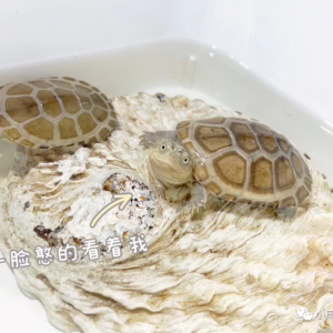 乌龟不下水的7种原因，相信大多数的养龟小白都不知道！