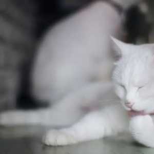 猫咪吐毛球要吃止吐药吗？