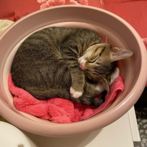 “养猫之后，我老爸总学它！”