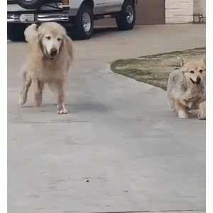为什么这些狗狗在老了之后……还依旧这么可爱啊？！