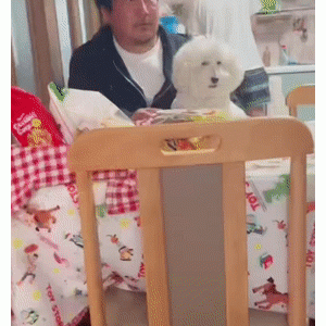 狗狗长得可以有多像主人？网友都惊了：不用验DNA了，这就是亲生的！