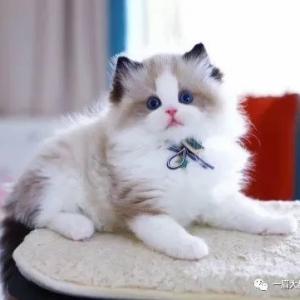 生活不光有宠物，还有房子