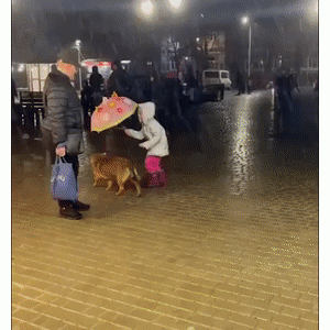 小女孩看到流浪狗在淋雨，她的这个举动真的超暖！