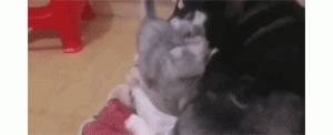 猫咪想在二哈身上睡觉，可狗子居然做出这举动，厉害了！