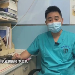 “铲屎官”请注意：宠物也会中暑，后果很严重