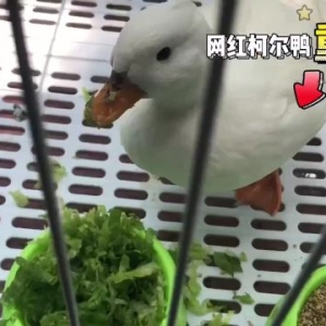 王思聪同款萌宠遇冷！网红柯尔鸭降价了，依旧有价无市