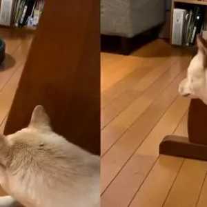 出动扫地机器人柴柴害怕，躲墙角泪眼皱眉：再过来我要叫了