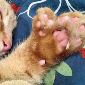 关于多趾猫的几个事实，养猫人必须了解