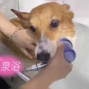 三伏天热热热，毛孩子们这样花式消暑