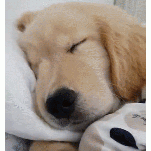 金毛一口含住猫头：我做了个阴间的噩梦！