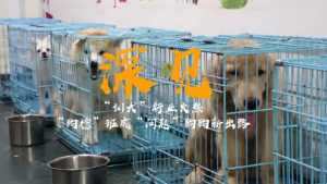【视频】“训犬”行业火爆，“狗德班”成“问题”狗狗新出路？