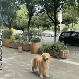 金毛连续半个月被同一只鸟啄，麻木到都不反抗了…然而竟是鸟认错狗了！