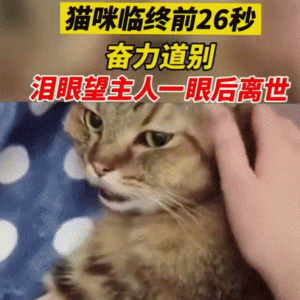 猫咪临终前26秒奋力告别，泪眼望着主人最后一面离世·