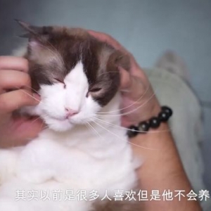相·见｜广州情侣的萌宠奇缘