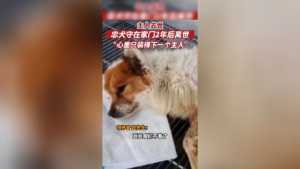 泪目！主人去世后，忠犬在家门口守了2年！终于去陪主人了……