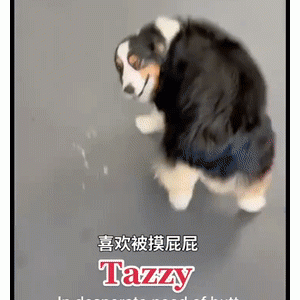狗狗日托所工作人员爆料：这些狗子简直全员精神病！