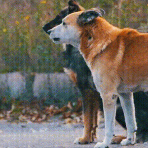 狗狗见人就叫怎么办？