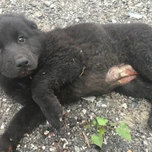 5年前被扔火堆差点烧死，而如今，它长胖60斤变长毛黑猪！