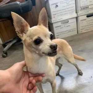 爱犬托人照顾却被告知过世了，2年后收到离奇信息让她当场泪崩！