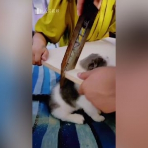 FUN丨猫咪钻电脑桌惨遭卡头 全家锯桌子解救：说好的猫是液体呢？