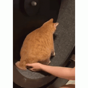 猫咪撞脸林俊杰，齐刘海果然显脸大啊！