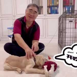 广州三只导盲犬宝宝进入寄养家庭，新任“爸妈”上岗！