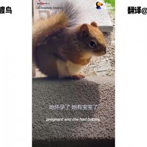 金毛每日都在窗前发呆等待…原来它爱上了一只小松鼠。