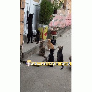 女孩连续几天投喂1只流浪猫，没想到吸引来了一群：这可咋整啊？
