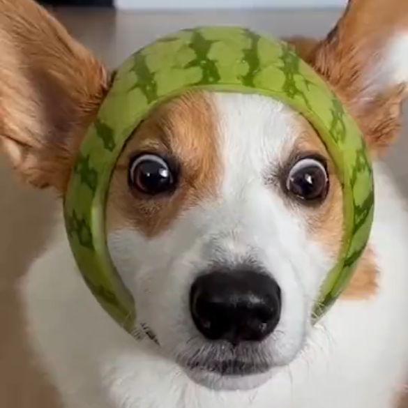 哈哈哈笑不活了,这个西瓜头盔狗为啥有点像星球大战里的尤达?