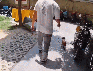 本想去买博美犬，结果路上遇到1只流浪泰迪碰瓷，软磨硬泡求收留
